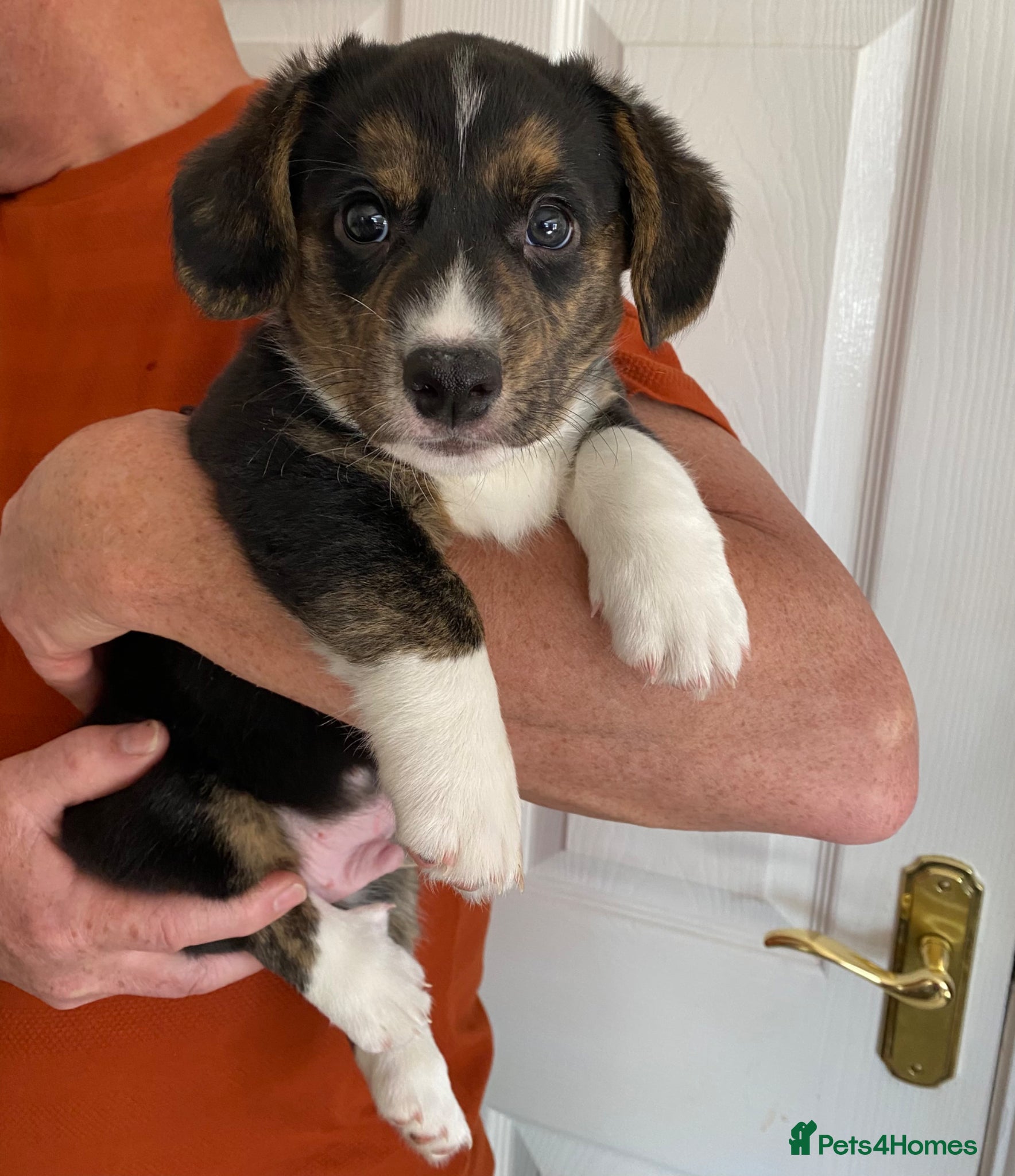 Welsh Corgi Cardigan dogs WELSH CARDIGAN CORGI BABIES - Advert 3