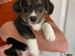 Welsh Corgi Cardigan dogs WELSH CARDIGAN CORGI BABIES - Advert 3