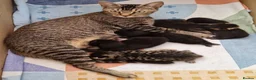 Domestic Shorthair cats for sale: 5  Beautiful Domestic Shorthair Tabby Kittens  - Advert 22