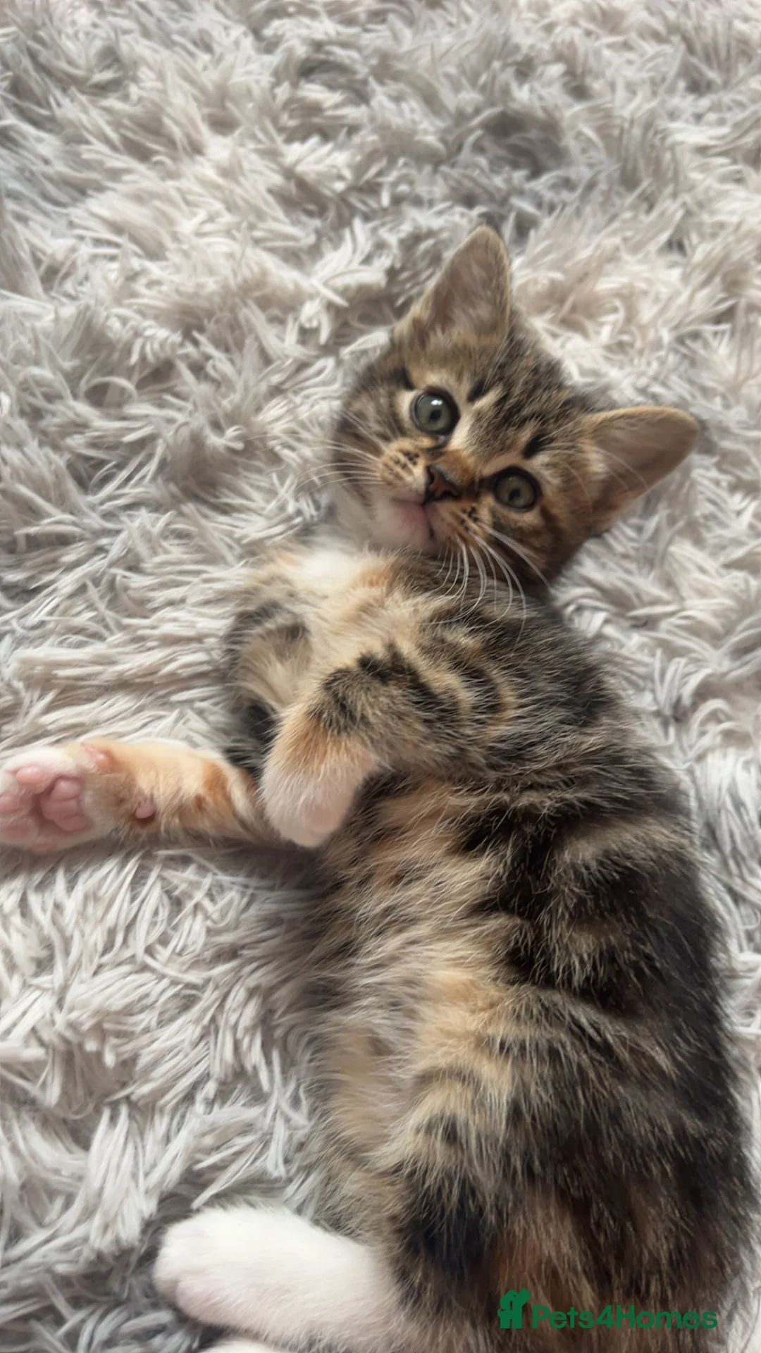 Mixed Breed cats for sale: Half Maine coon kittens calico  - Advert 18