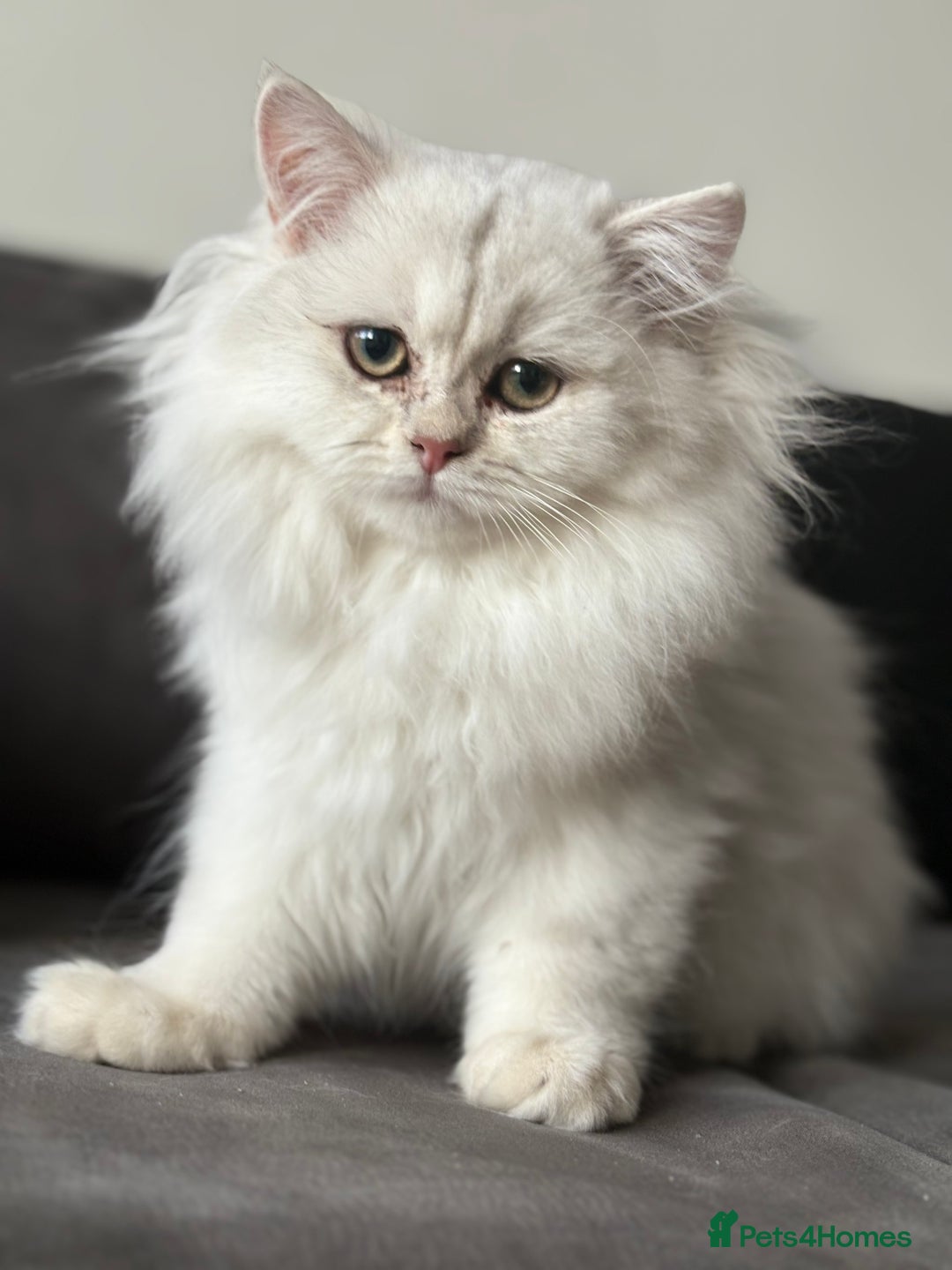 British Longhair cats for sale: ✨ Three adorable British Short/longhair kittens  - Image 26