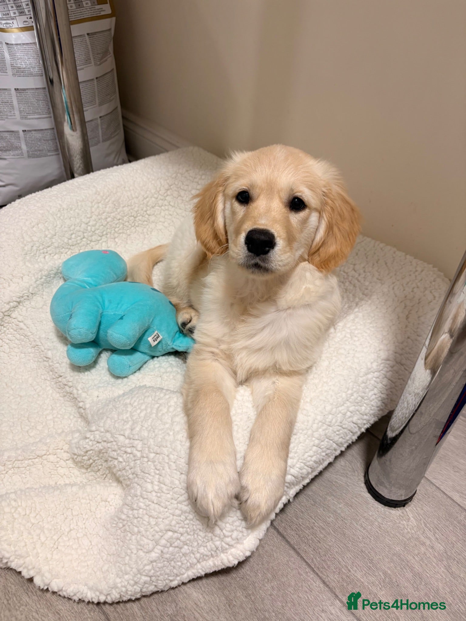 Golden Retriever dogs 💛 Heartbreaking Rehome – Golden Retriever Girl 💛 - Advert 2