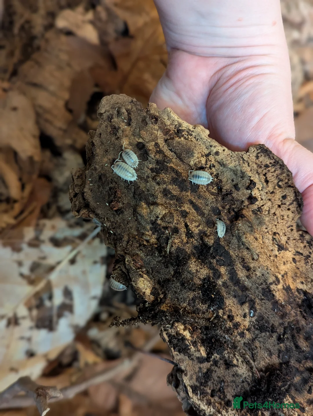 Isopods invertebrates for sale: Porcellio laevis colony plus setup - Advert 4