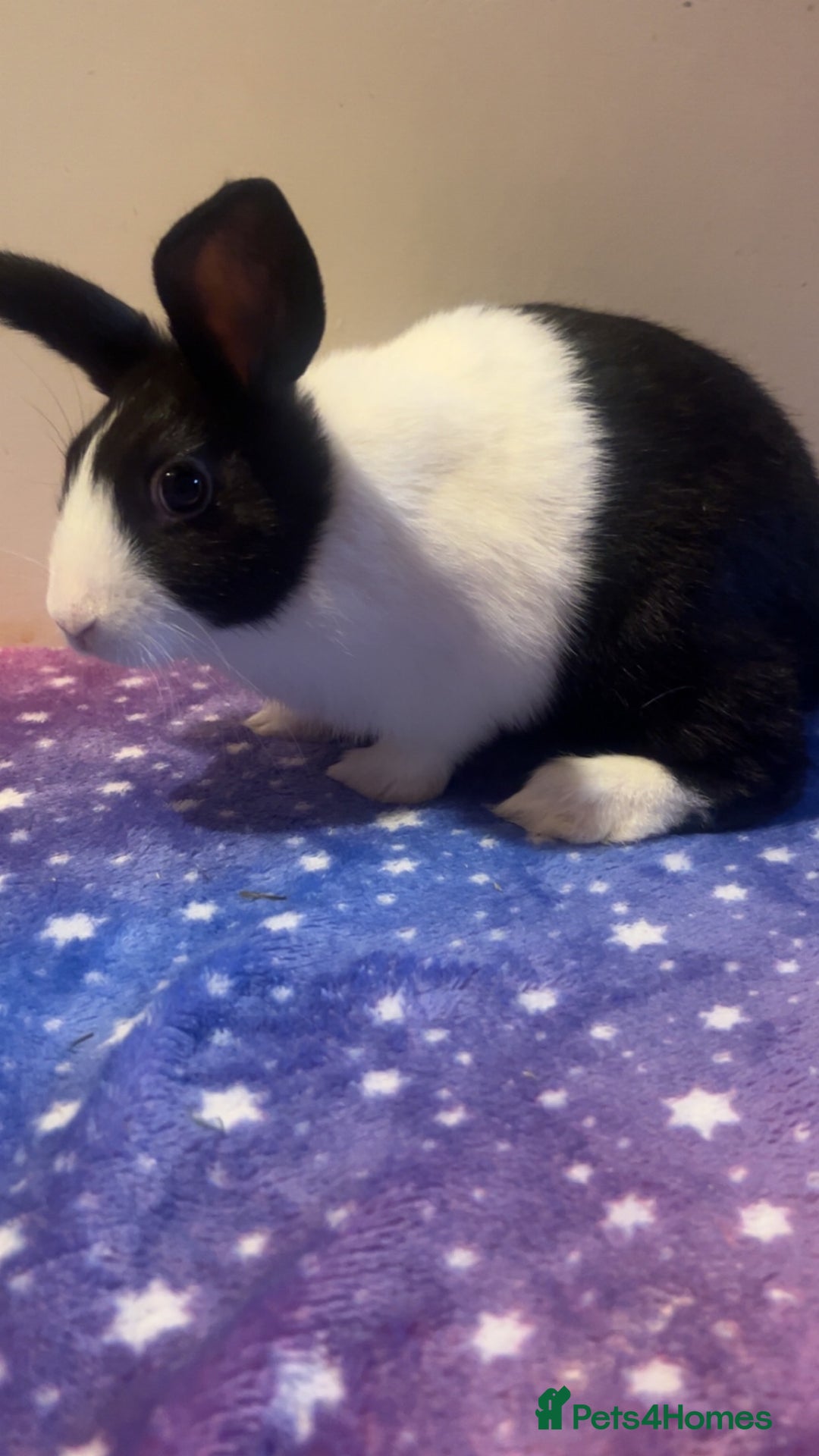 Dutch rabbits for sale: ‼️4 pure bred Dutches ready soon‼️ - Advert 5