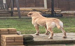 Labrador Retriever dogs for stud: Nacho - 1st time stud  - Image 7