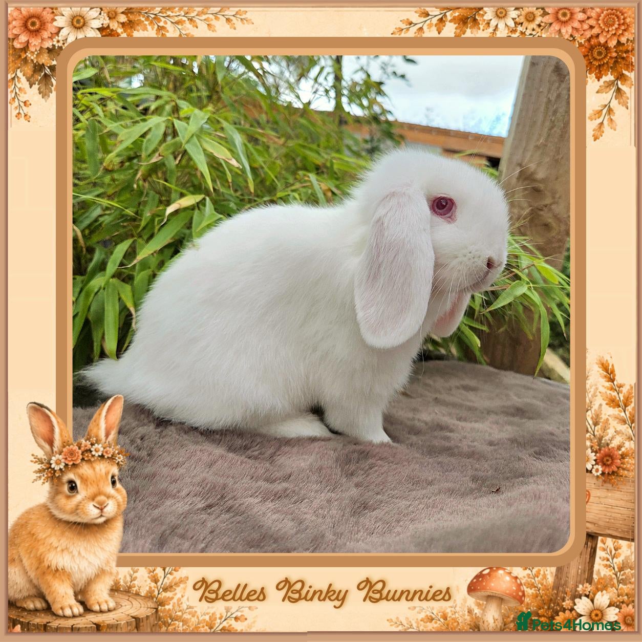 Mini Lop rabbits 🌻Ready Today 🌻 Baby Girl Mini Lop 🌻 - Advert 1