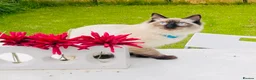 Ragdoll cats for stud: Ragdoll for stud Proven TICA&GCCF Registered💙 in Bristol - Advert 25