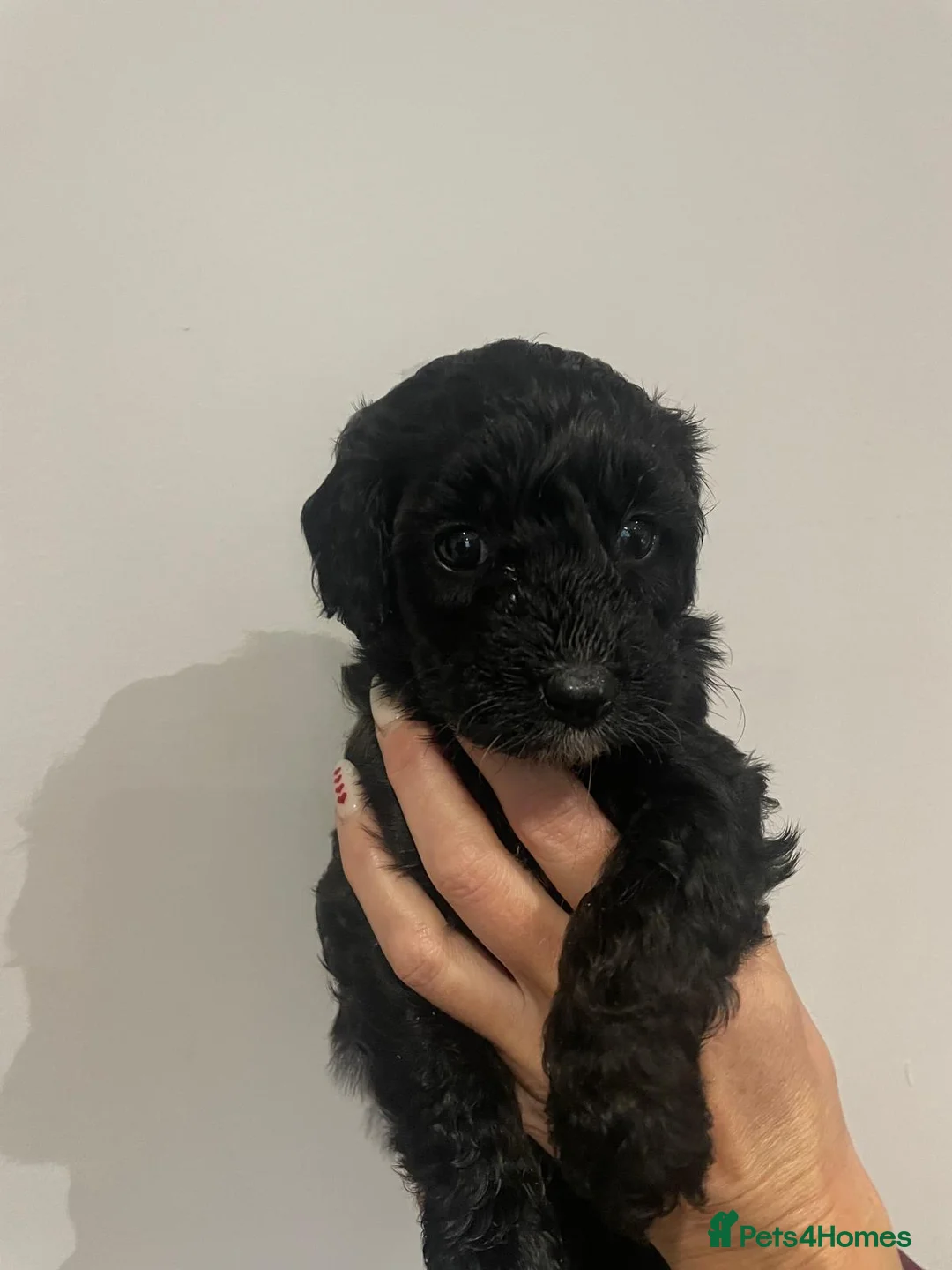 Cavapoo dogs for sale: Beautiful Cavapoo puppies for sale  - Advert 9