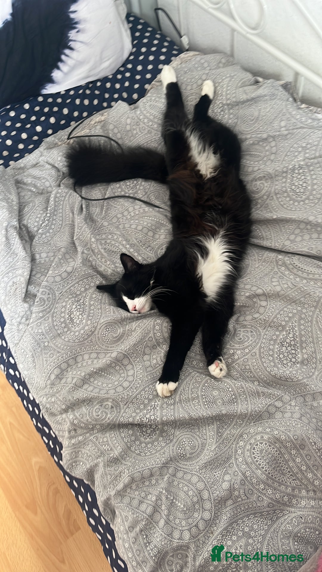 Mixed Breed cats for sale: 5 adorable kittens. - Advert 2