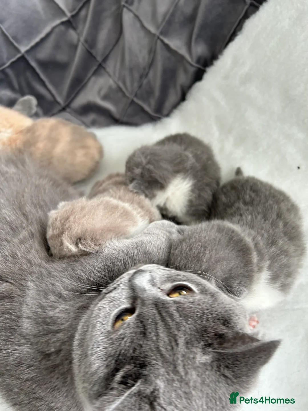 British Shorthair cats for sale: BRITISH SHORTHAIR KITTENS (registered) - Advert 6