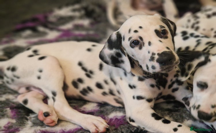 Dalmatian dogs in Ferndale - Advert 1