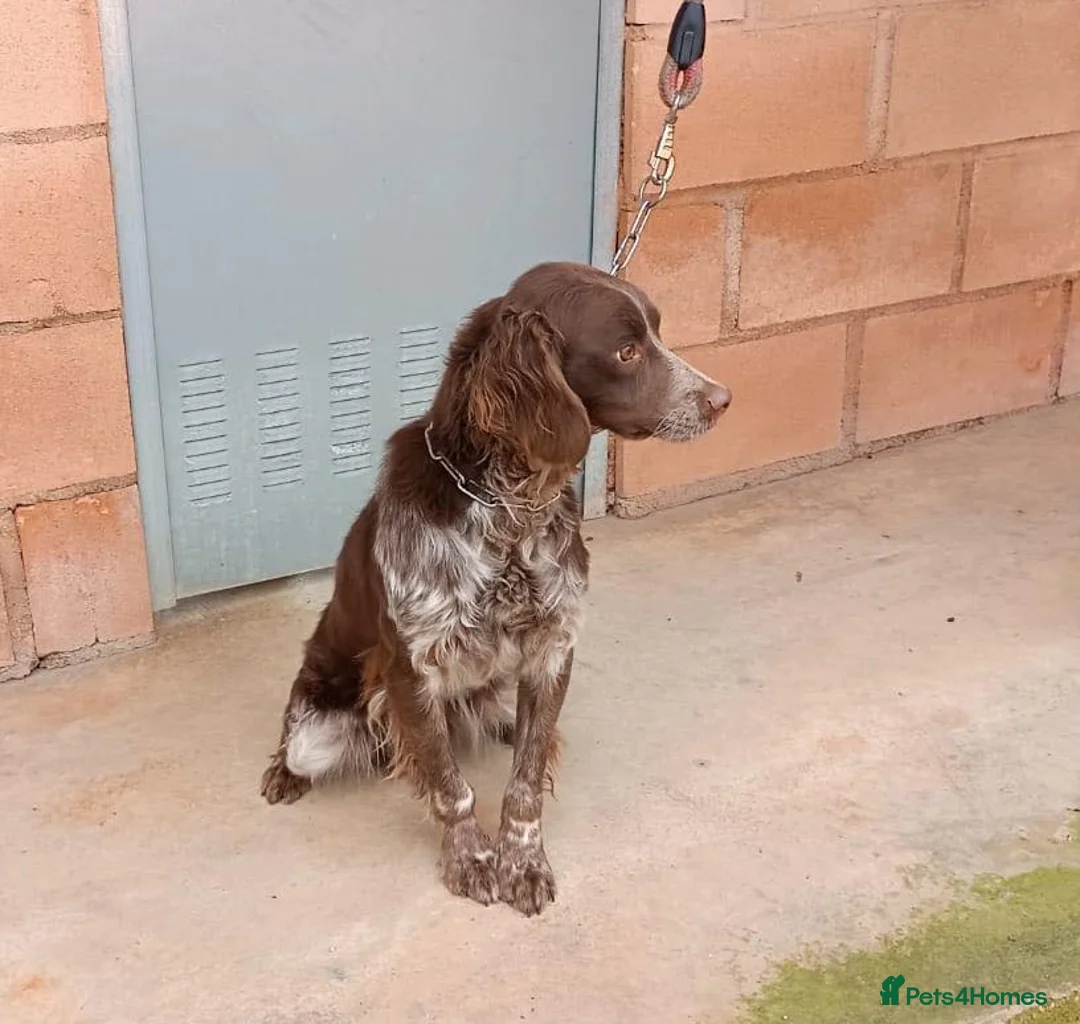 Brittany Spaniel dogs for adoption: Gentle, Affectionate Bracken in Reading, Berks - Advert 5