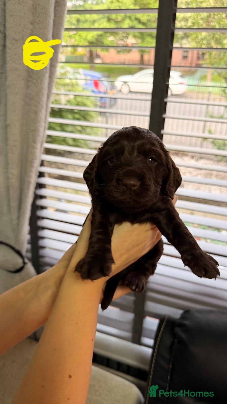 Cocker Spaniel dogs for sale: KC Reg Working Cocker Spaniel Pups ** 1 Boy Left** - Advert 19