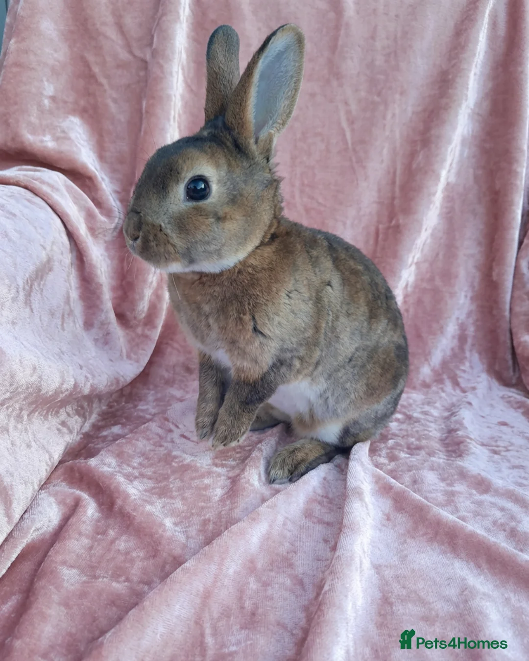 Rex rabbits for sale: Rex rabbits ready to reserve - Advert 2
