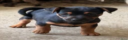Jack Russell dogs for sale: Eye catching Jack Russell pups, with rare colours - Advert 14