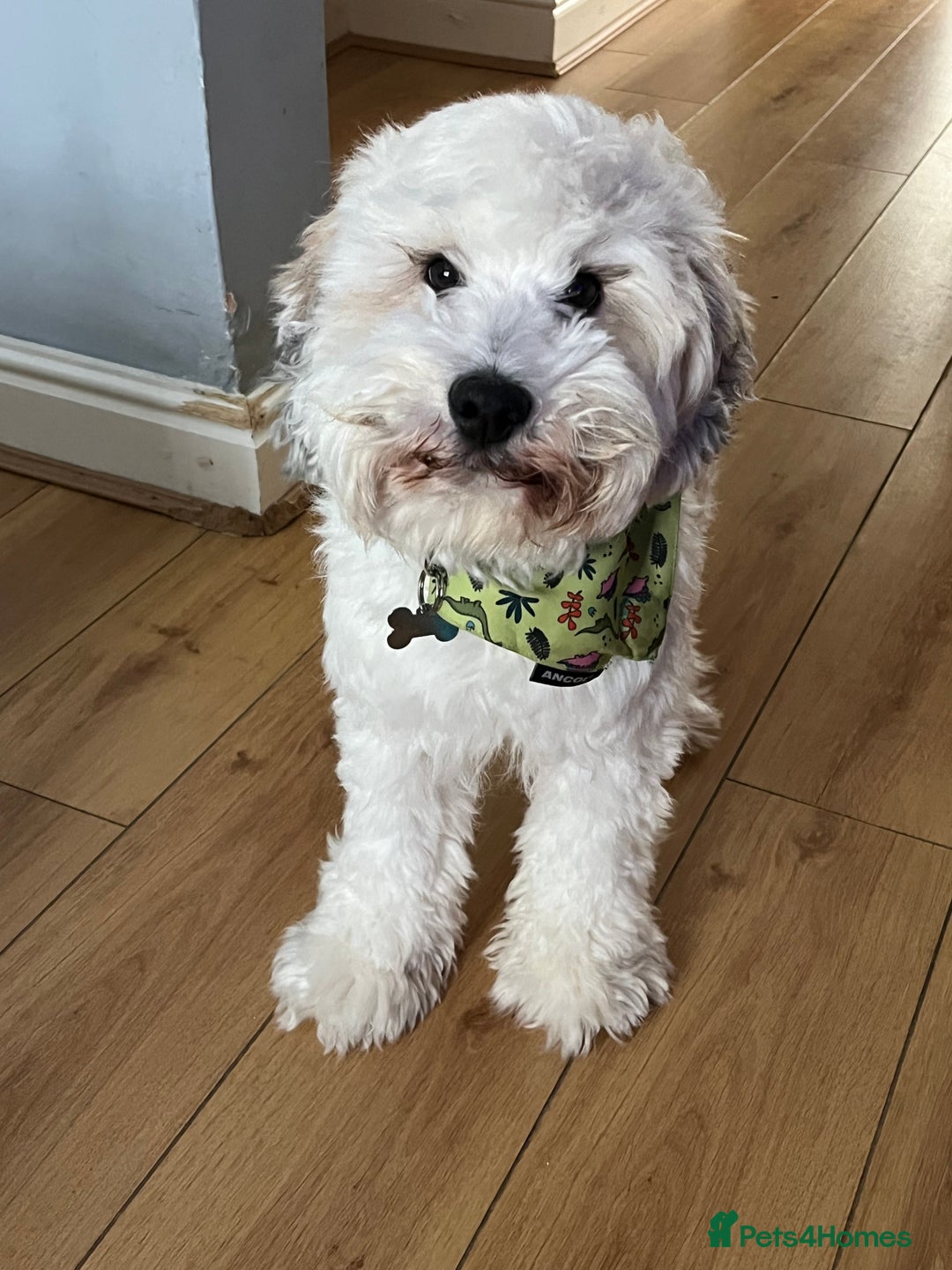 Mixed Breed dogs for sale: Henry looking for the perfect home - Advert 2