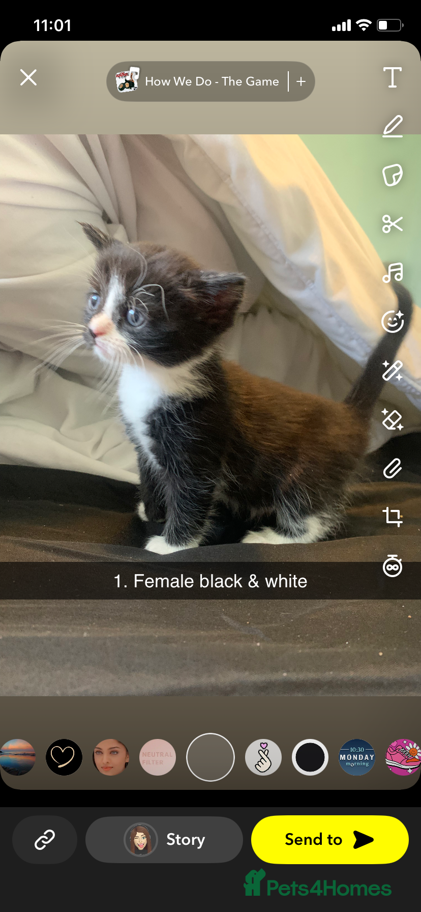 Mixed Breed cats 6 beautiful kittens for sale  - Advert 2