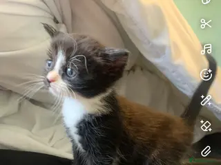 Mixed Breed cats 6 beautiful kittens for sale - Advert 1