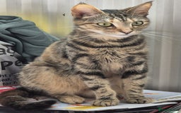 British Shorthair cats for sale: Beautiful 4 year old female cat - Image 1