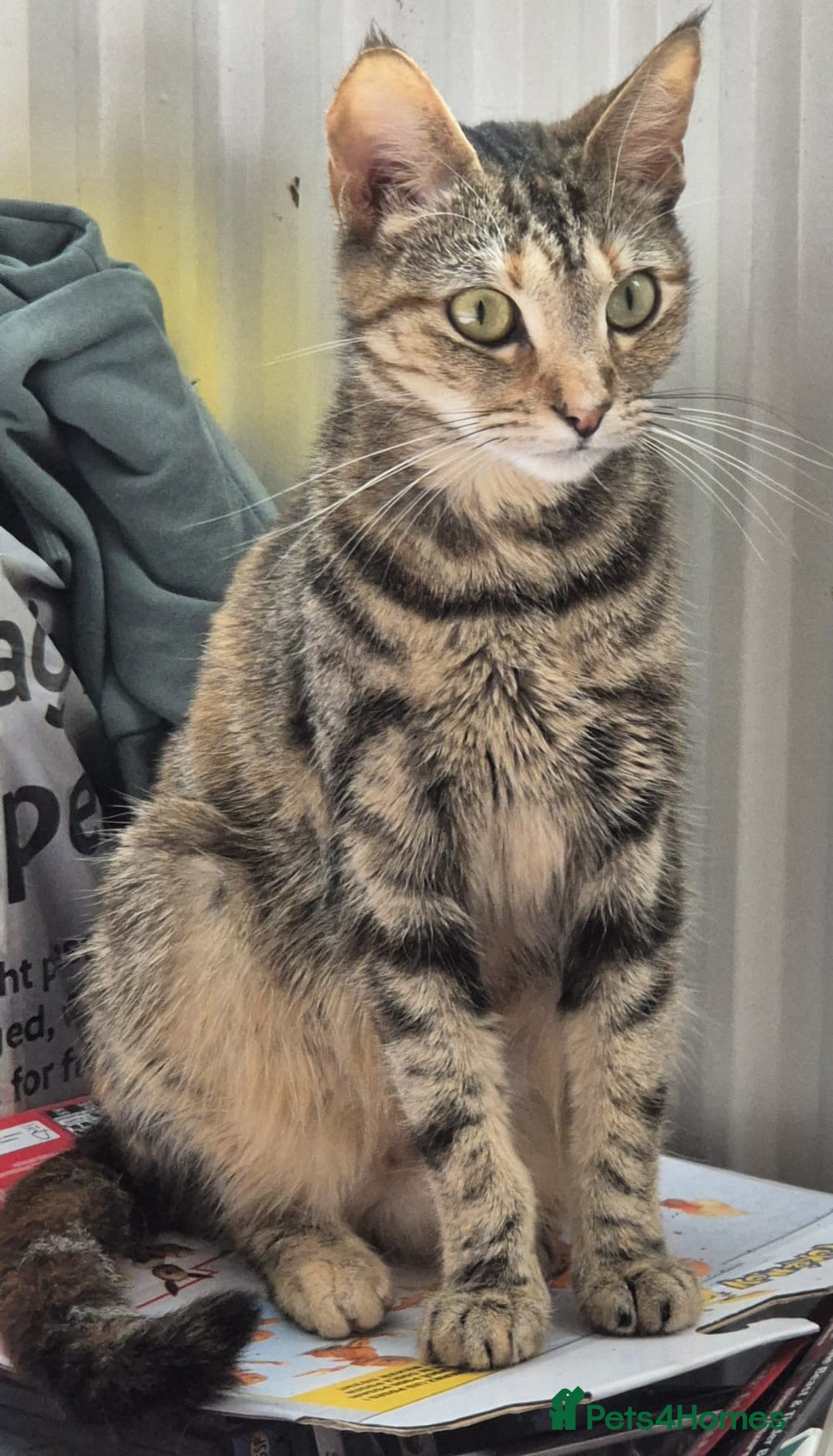British Shorthair cats for sale: Beautiful 4 year old female cat - Image 1