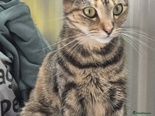 British Shorthair cats for sale: Beautiful 4 year old female cat - Advert 1