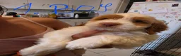Cockapoo dogs for sale: 9 poodle puppies  - Advert 2