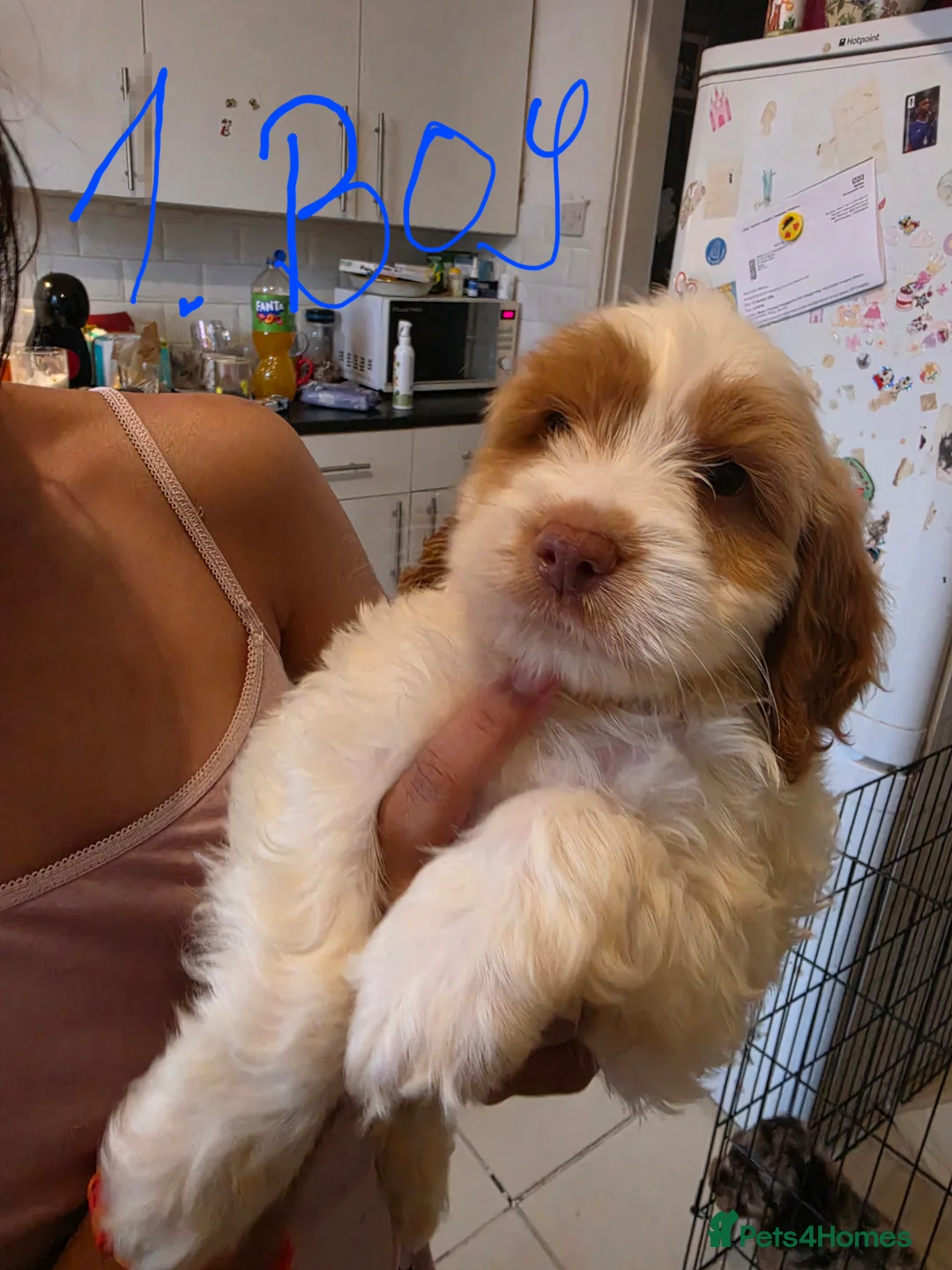 Cockapoo dogs for sale: 9 poodle puppies  - Advert 2