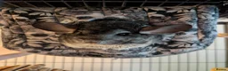 Chinchilla rodents for sale: Two female chinchillas with cage and accessories in Birmingham - Advert 5
