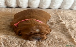 Cavalier King Charles Spaniel dogs for sale: 🐾 KC Registered Health Tested Puppies 🐾 - Image 16