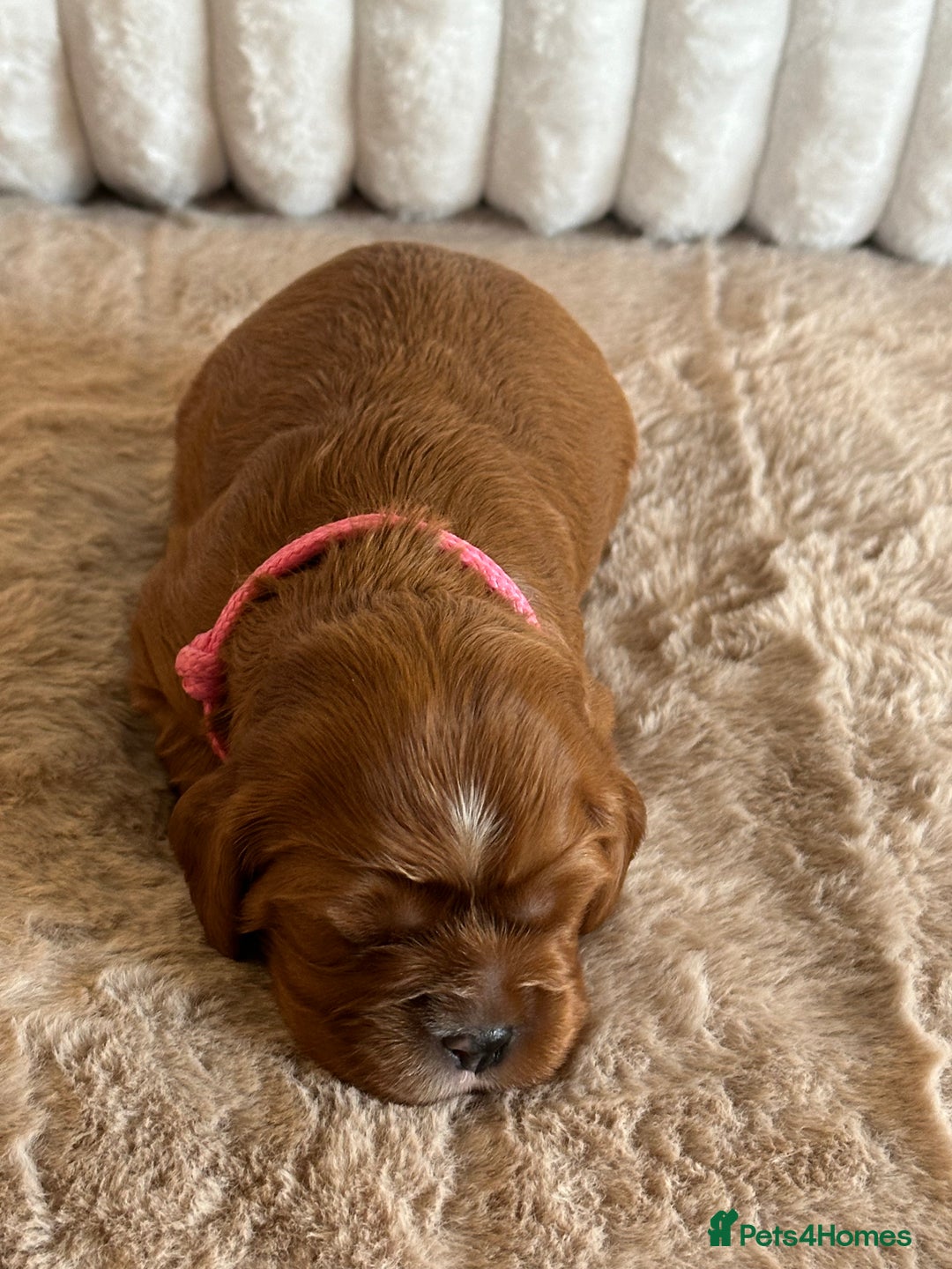 Cavalier King Charles Spaniel dogs for sale: 🐾 KC Registered Health Tested Puppies 🐾 - Image 16
