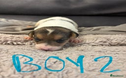 Jack Russell dogs for sale: 8 beautiful Jack Russell puppies 5 boys 3 girls - Image 5
