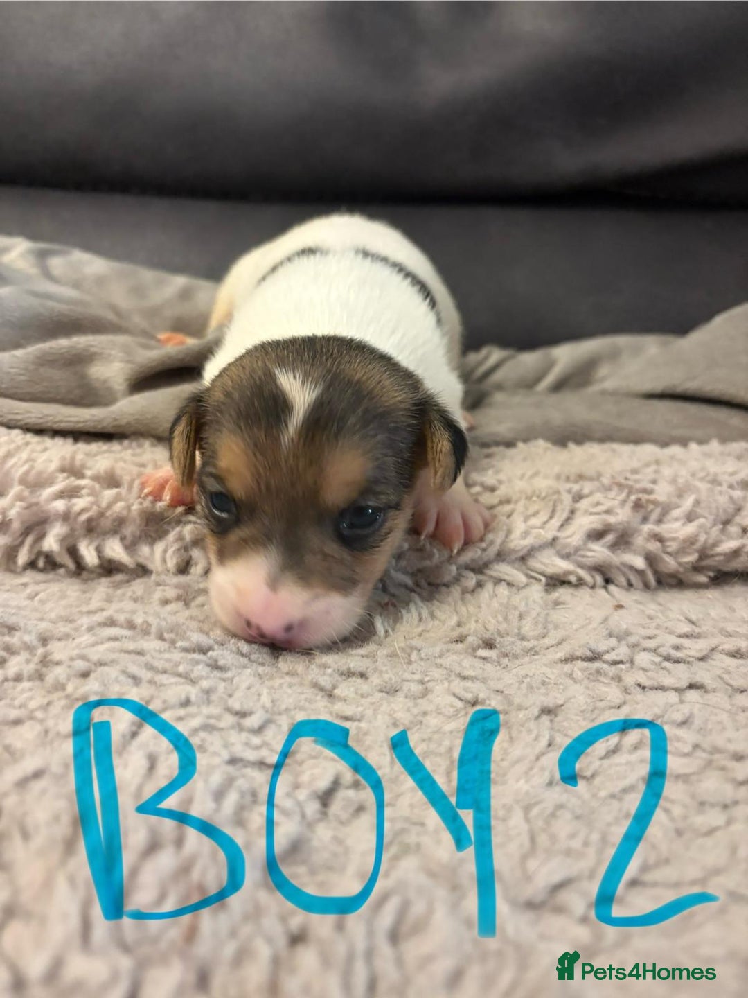 Jack Russell dogs for sale: 8 beautiful Jack Russell puppies 5 boys 3 girls - Image 5