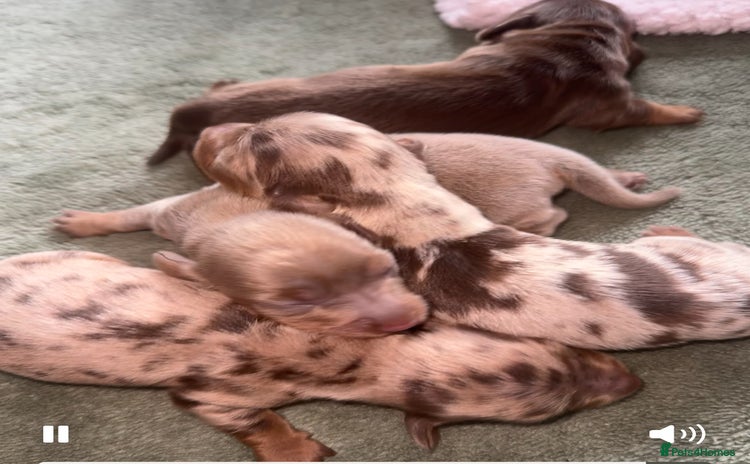 Miniature Dachshund dogs - Advert 2