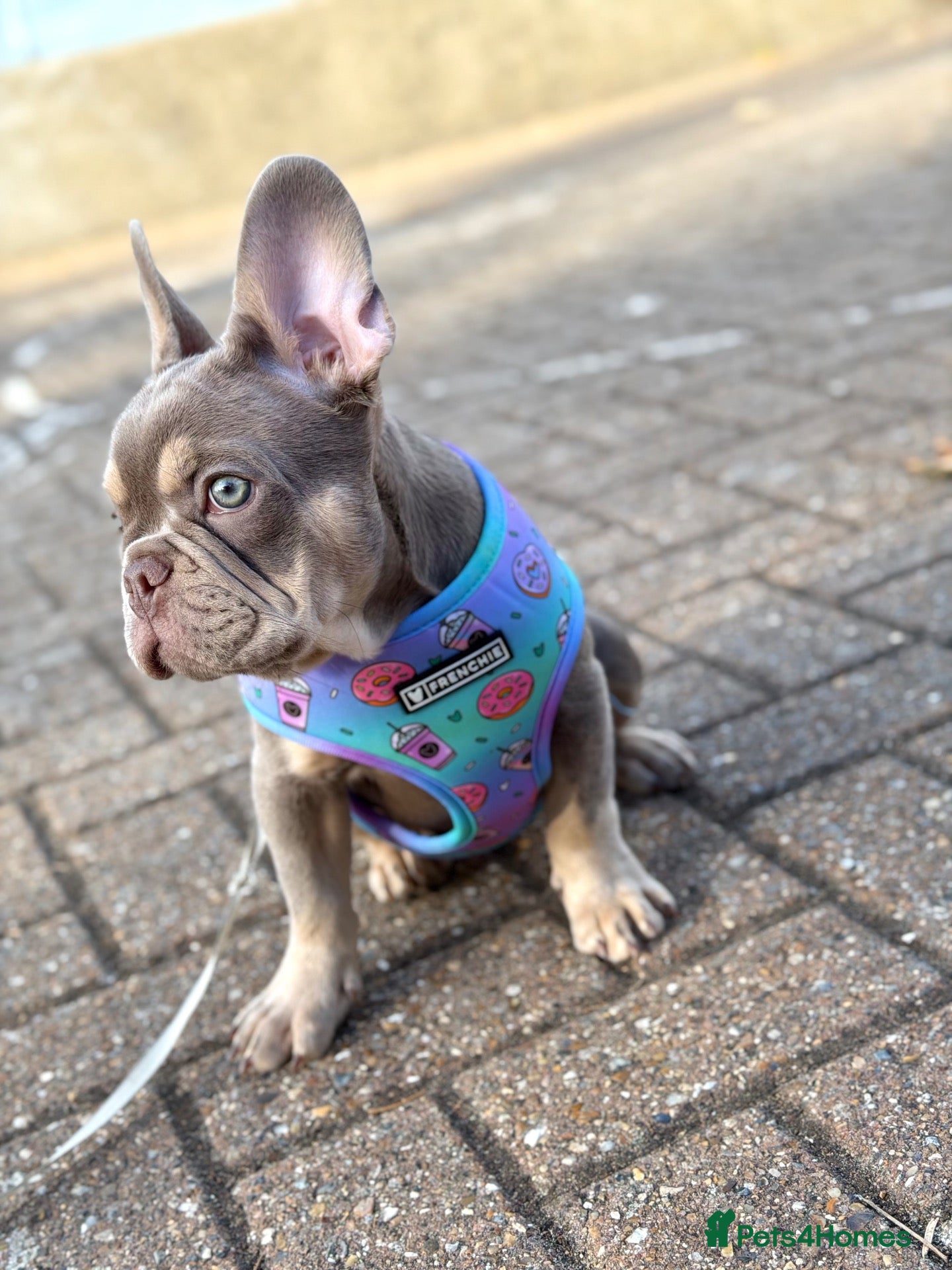 French Bulldog dogs KC French bulldog puppy  - Advert 1