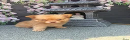 Pomchi dogs for sale: Last 2 boys family raised Pomchi puppies 💗 - Advert 1
