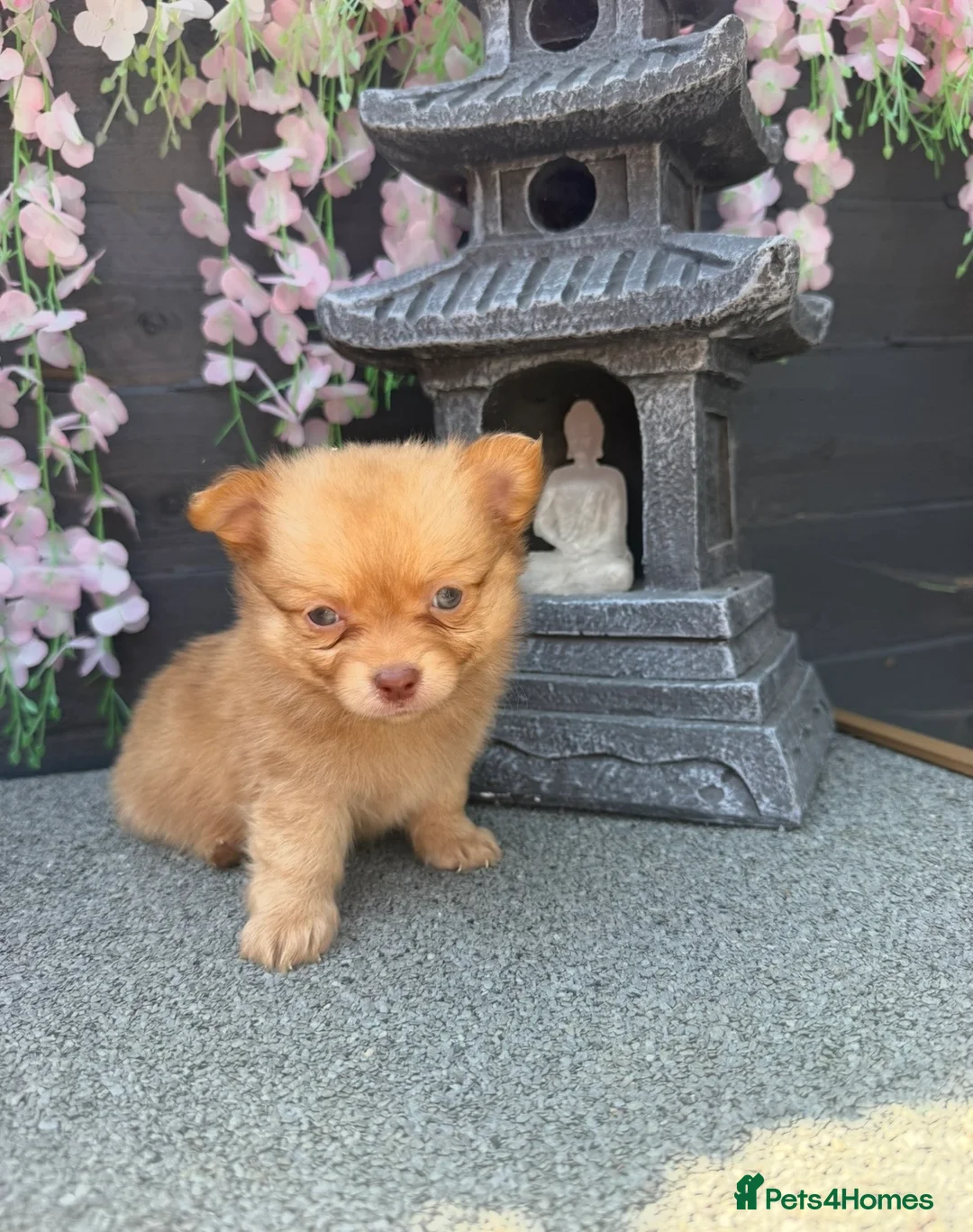 Pomchi dogs for sale: Last 2 boys family raised Pomchi puppies 💗 - Advert 1