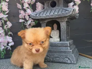 Pomchi dogs Last 2 boys family raised Pomchi puppies 💗 - Advert 2