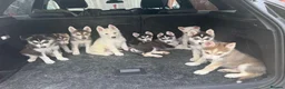 Mixed Breed dogs for sale: Husky Hybrid Puppies (Utonagans)  - Advert 35