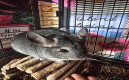 Chinchilla rodents for sale: Lovely sister chinchillas - Image 1