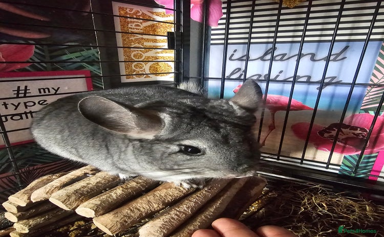 Chinchilla rodents - Advert 10