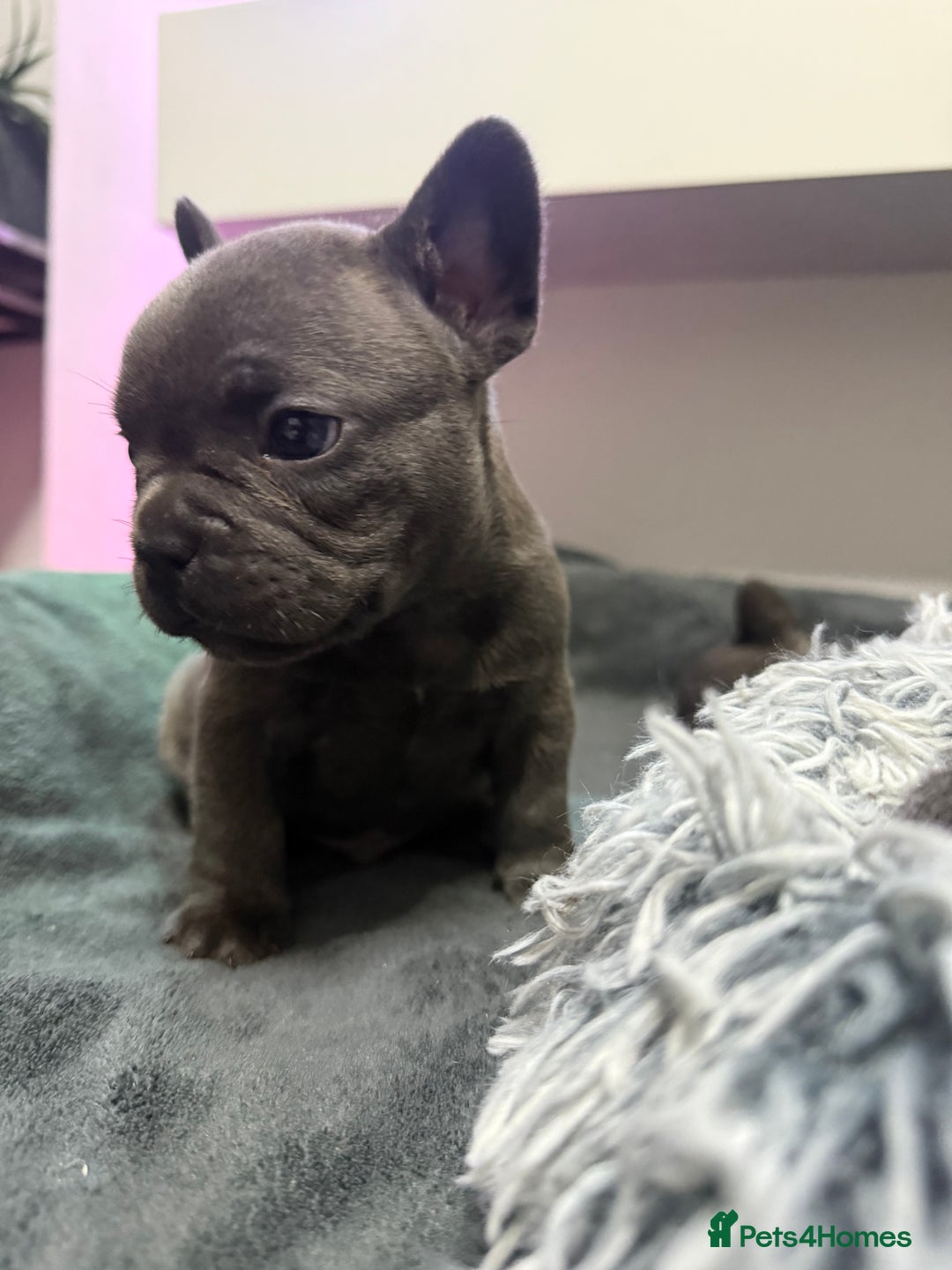French Bulldog dogs for sale: 6 French bull dogs  - Advert 5