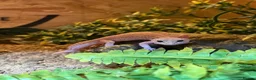 Mixed Breed reptiles for sale: Mixed reptiles for new homes  - Advert 3