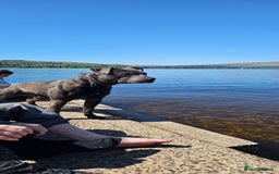 Staffordshire Bull Terrier dogs for stud: Stunning blue staffy for 1st time stud - Image 9