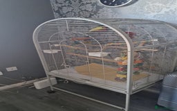 Budgerigars birds for sale: Bird with a cage - Image 2