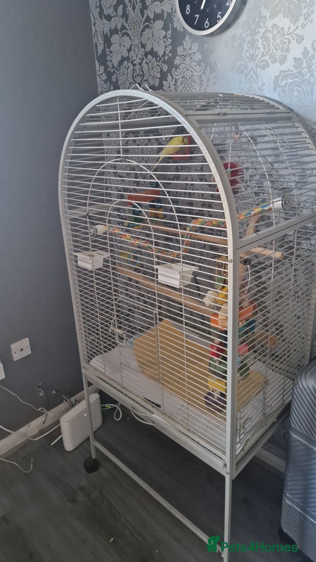 Budgerigars birds for sale: Bird with a cage - Image 2