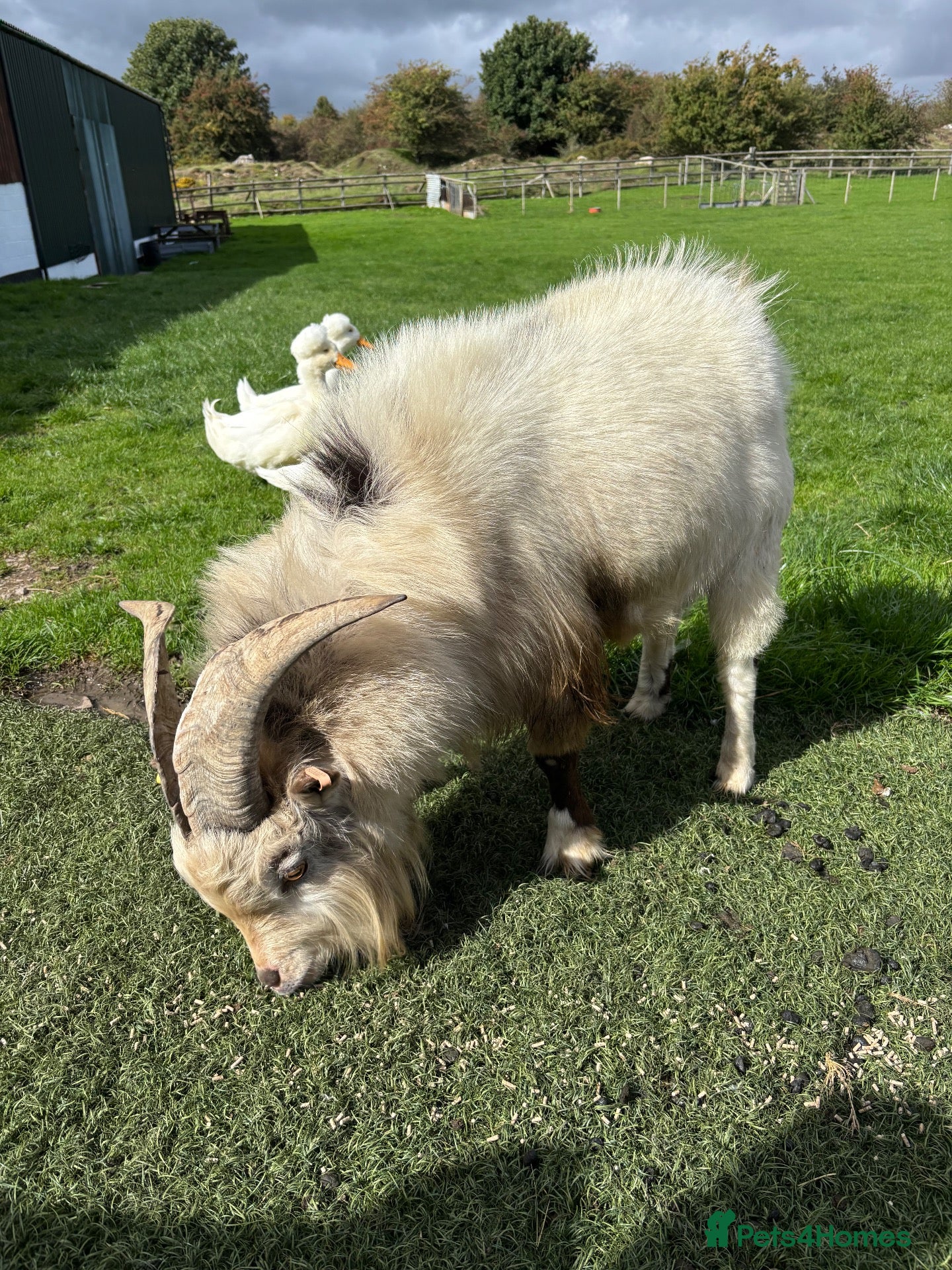 Goats livestock Pigmy goat - Advert 2