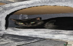 Mixed Breed cats for sale: 2 black famele kittens  - Image 11