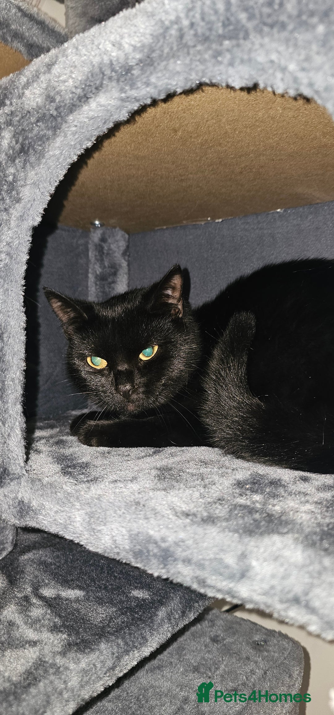 Mixed Breed cats for sale: 2 black famele kittens  - Image 11