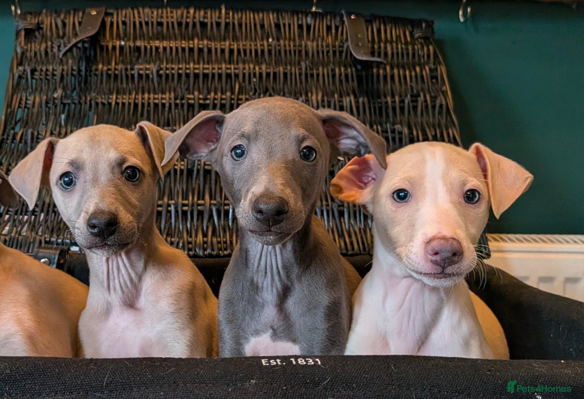 Italian Greyhound dogs **READY NOW** BEAUTIFUL IGGY'S  - Advert 10