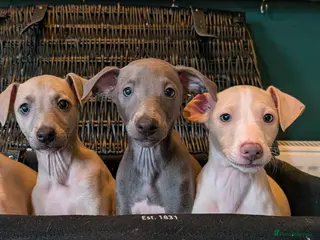 Italian Greyhound dogs **READY NOW** BEAUTIFUL IGGY'S - Advert 10